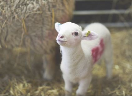 Temple Newsam House & Farm